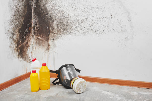 Hideout, UT Mold Removal Company