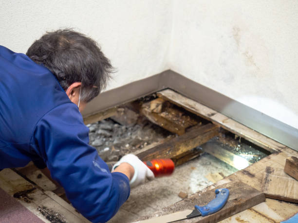 Best Mold Remediation  in Hideo, UT