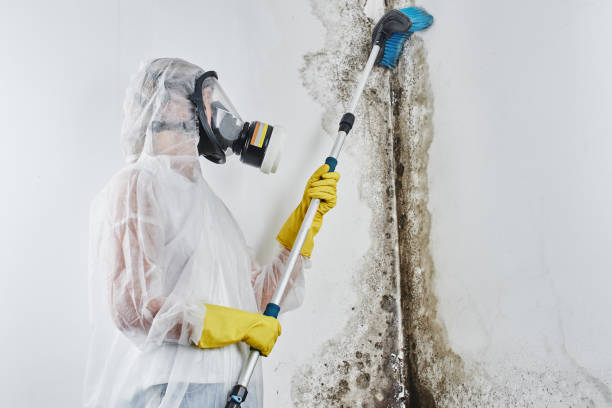 Best Office Mold Removal Services  in Hideo, UT