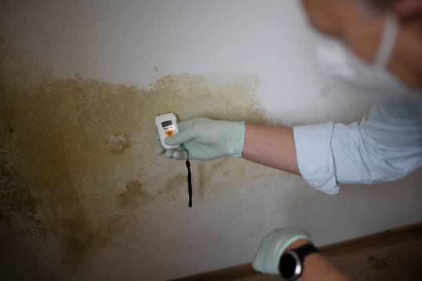 Best Office Mold Removal Services  in Hideo, UT