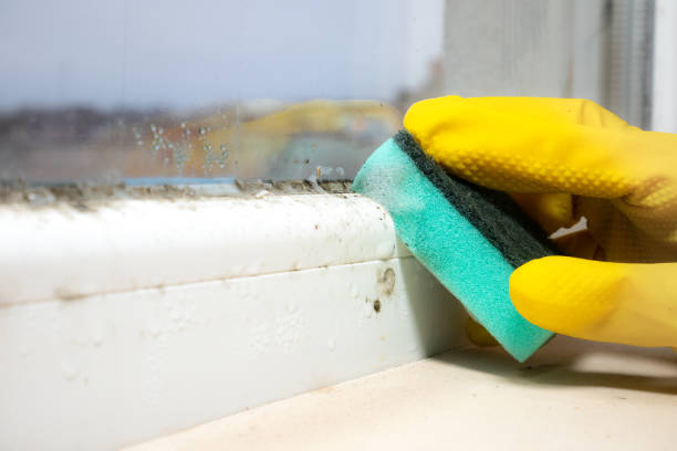 Best Residential Mold Removal  in Hideo, UT