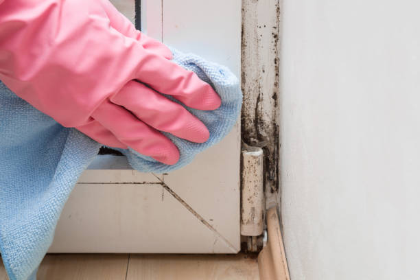 Best Same-Day Mold Removal  in Hideo, UT